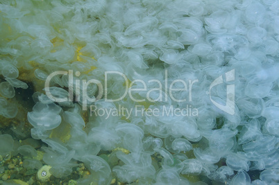 Large accumulation of jellyfish Aurelia (Aurelia aurita) in shal