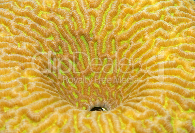 Coral, close-up, Red Sea, Egypt, Africa