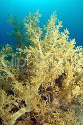 soft Coral, Red Sea, Egypt, Africa