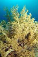 soft Coral, Red Sea, Egypt, Africa