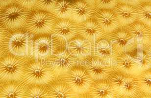 Coral, close-up, Red Sea, Egypt, Africa