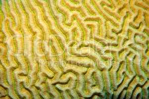 Coral, close-up, Red Sea, Egypt, Africa