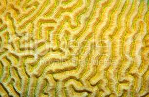 Coral, close-up, Red Sea, Egypt, Africa