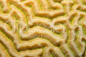 Coral, close-up, Red Sea, Egypt, Africa