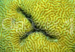 Coral, close-up, Red Sea, Egypt, Africa