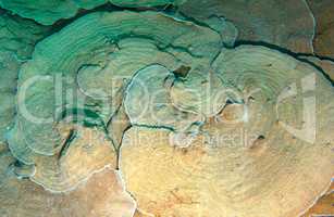 Coral, close-up, Red Sea, Egypt, Africa