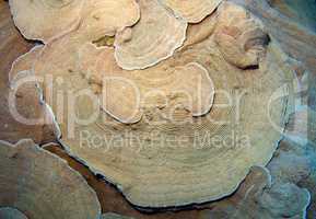 Coral, close-up, Red Sea, Egypt, Africa