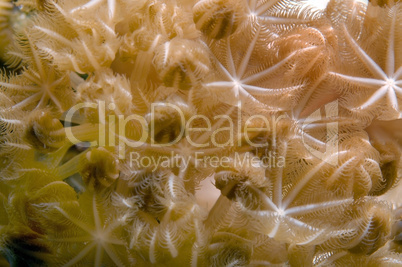 Coral, close-up, Red Sea, Egypt, Africa