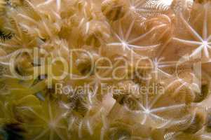 Coral, close-up, Red Sea, Egypt, Africa