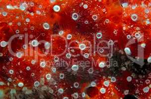 Coral, close-up, Red Sea, Egypt, Africa