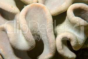 Coral, close-up, Red Sea, Egypt, Africa