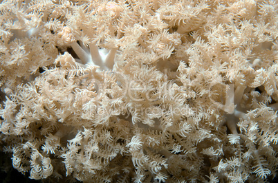 Coral, close-up, Red Sea, Egypt, Africa