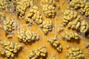 Coral, close-up, Red Sea, Egypt, Africa