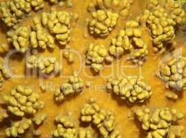 Coral, close-up, Red Sea, Egypt, Africa