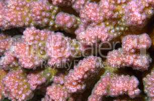 Coral, close-up, Red Sea, Egypt, Africa