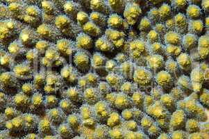 Coral, close-up, Red Sea, Egypt, Africa