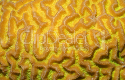 Coral, close-up, Red Sea, Egypt, Africa