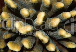 Coral, close-up, Red Sea, Egypt, Africa