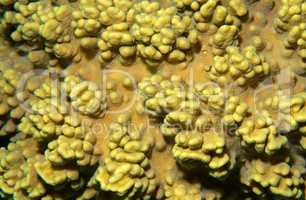 Coral, close-up, Red Sea, Egypt, Africa