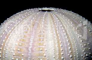 Sea urchin Strongylocentrotus purpuratus