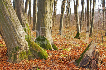 Hornbeam trunks in autumn