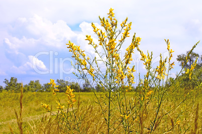 Plant with bright yellow flowers