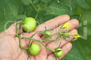 Bunch of green tomatoes on a hand