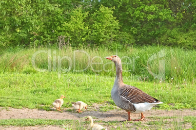 Goose with goslings on a meadow