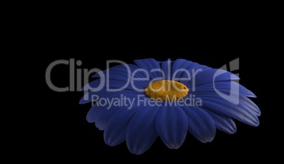 abstract of blue gerbera flower 3d render