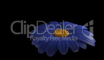 abstract of blue gerbera flower 3d render