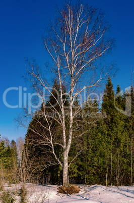 March spring forest