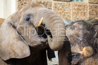african elephant drinks water with a indian elephant