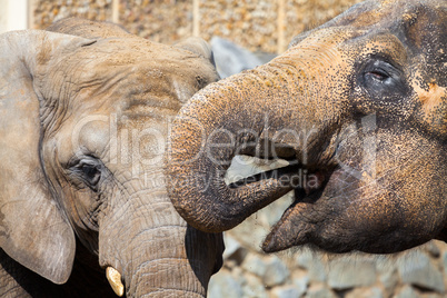 african elephant with a drinking indian elephant