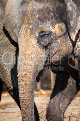one indian elephant head