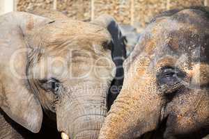 two elephant heads
