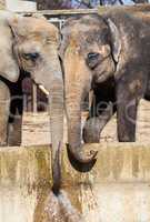 two elephants drinks water