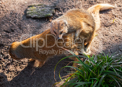 red meerkats or yellow mongoose makes a baby