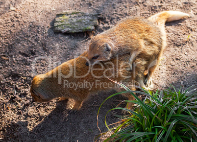 red meerkats or yellow mongoose makes love
