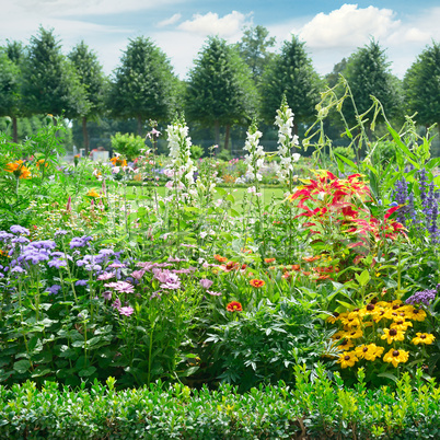 Blossoming flowerbed in the park