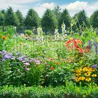 Blossoming flowerbed in the park