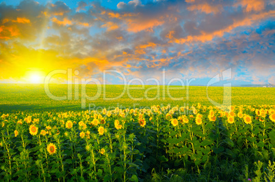 field of sunflowers and sunrise