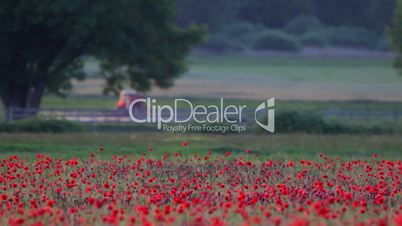 Poppy field with tractor