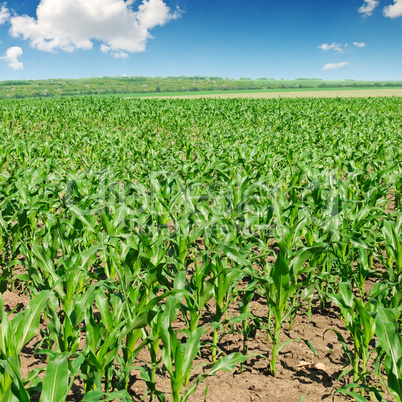 green corn field and blue sky