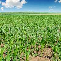 green corn field and blue sky