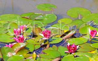 pink flowers of water lilies in a pond