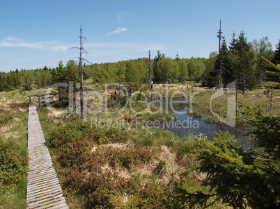 Wanderweg im Hochmoor