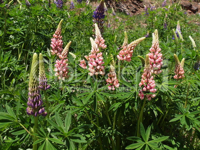 Lupinenblüten