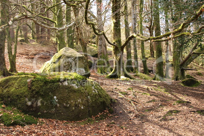 Frühling in Irland