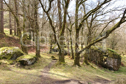 Frühling in Irland