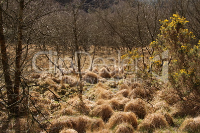 Frühling in Irland